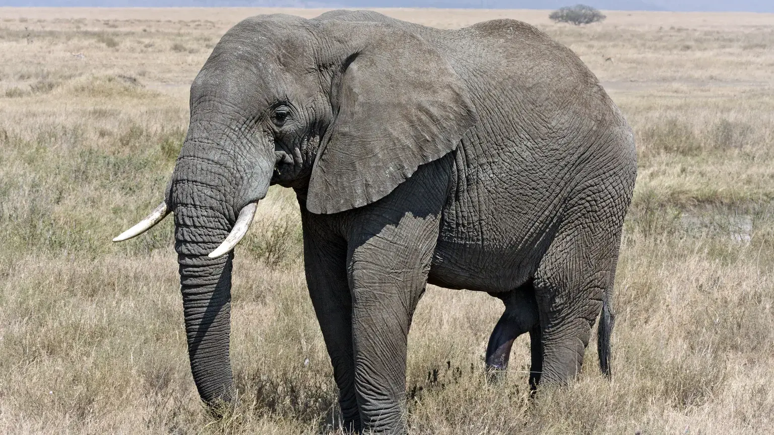 Elefante em safari na Tanzânia usado para contexto de safari mais Zanzibar